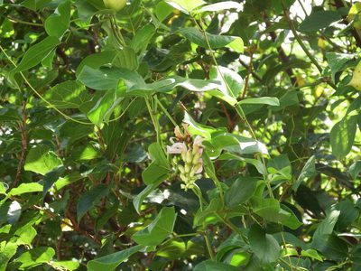 Canavalia lineata, photographed by 高山田鼠