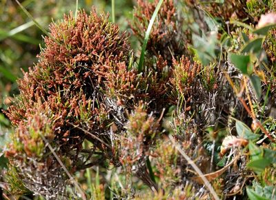 Allocasuarina misera, photographed by Peter Crowcroft