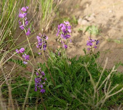 Swainsona lessertiifolia, photographed by Peter Crowcroft