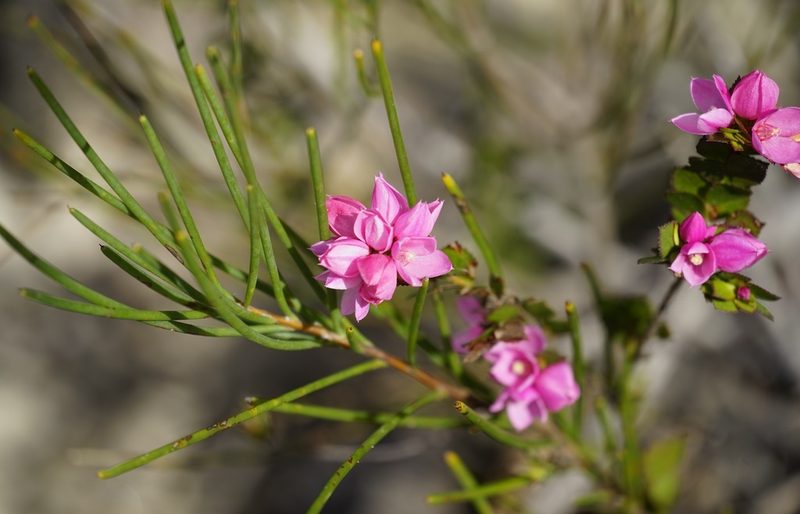 Boronia serrulata, photographed by Tim