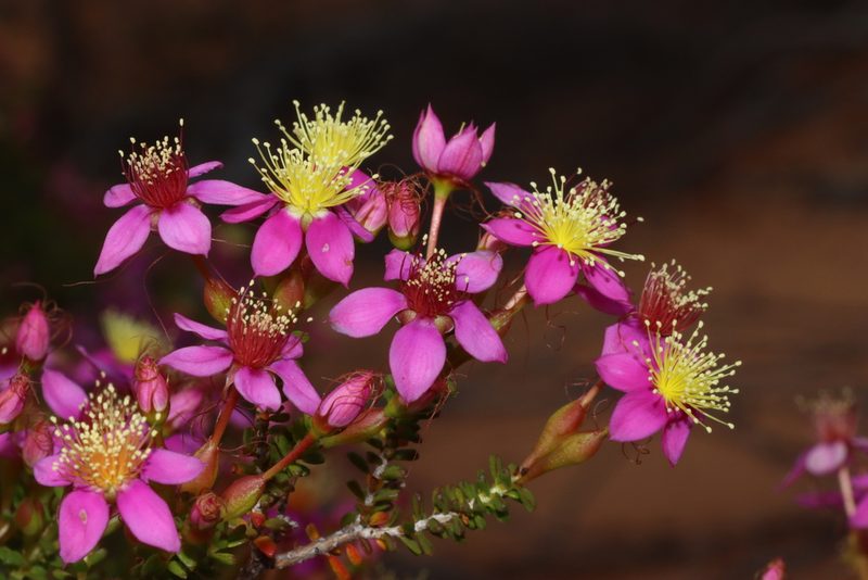 Calytrix brevifolia, photographed by T. Hammer