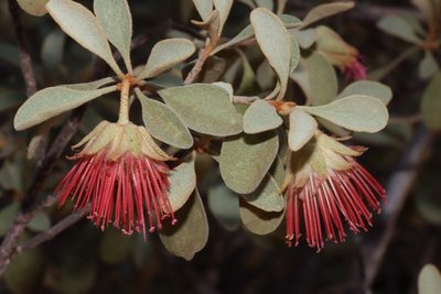 Diplolaena mollis, photographed by T. Hammer