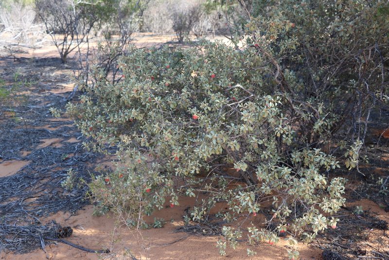 Diplolaena mollis, photographed by T. Hammer
