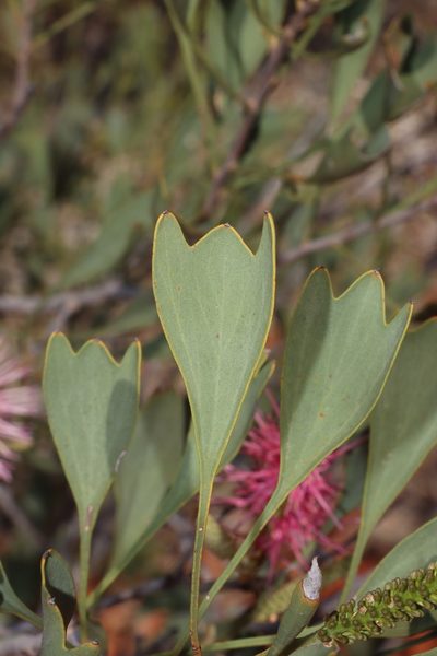 Grevillea rogersoniana, photographed by T. Hammer