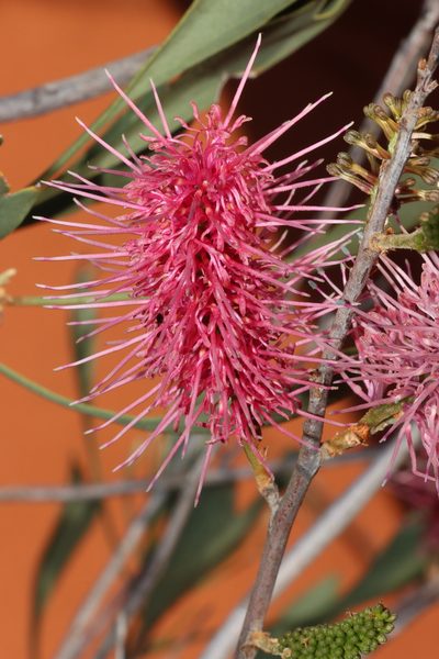 Grevillea rogersoniana, photographed by T. Hammer