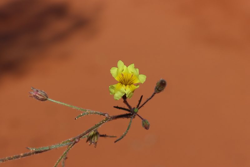 Goodenia berardiana, photographed by T. Hammer