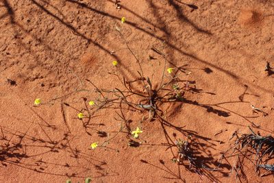 Goodenia berardiana, photographed by T. Hammer