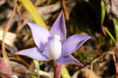 Thelymitra vulgaris, photographed by Em Lamond