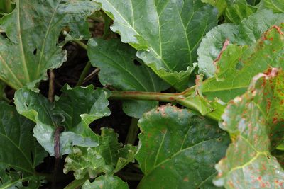 Rheum rhabarbarum, photographed by Stephen James McWilliam