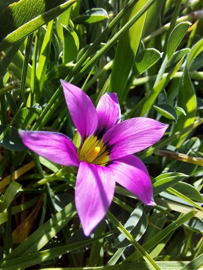 Romulea cruciata, photographed by Jacques van der Merwe