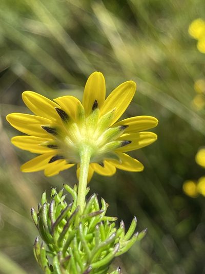 Euryops pinnatipartitus, photographed by Dave U