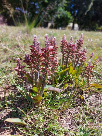 Lachenalia variegata, photographed by Jacques van der Merwe