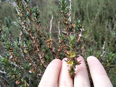 Cliffortia hirta, photographed by De Waal Hugo