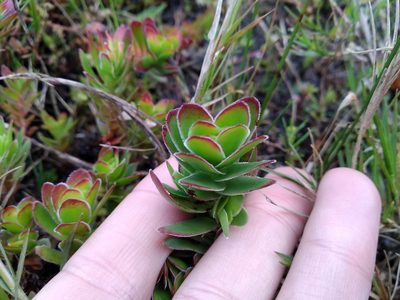 Crassula fallax, photographed by De Waal Hugo