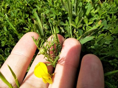 Crotalaria excisa, photographed by De Waal Hugo