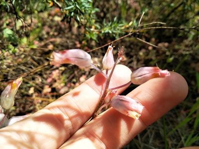 Lachenalia unifolia, photographed by De Waal Hugo
