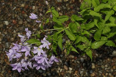 Campanula lactiflora, photographed by Stephen James McWilliam