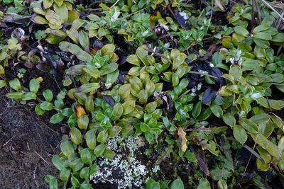 Anaphalioides hookeri, photographed by John Barkla