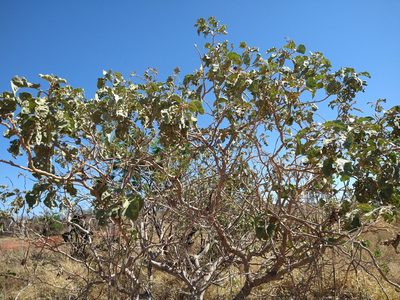 Solanum lycocarpum, photographed by Leonardo Bergamini