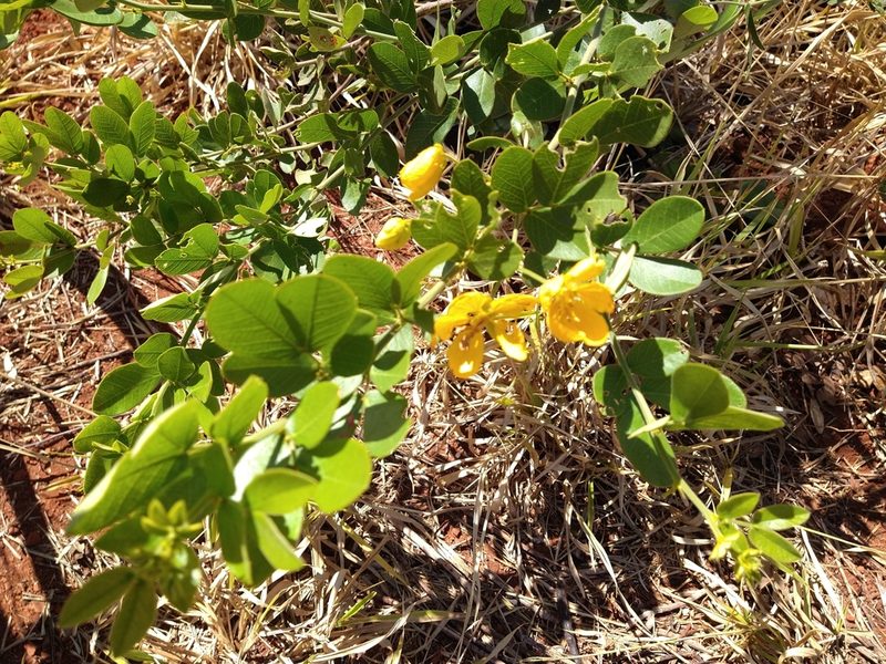 Senna rugosa, photographed by Leonardo Bergamini