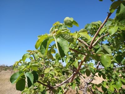 Caryocar brasiliense, photographed by Leonardo Bergamini