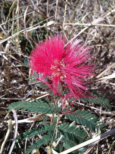 Calliandra dysantha, photographed by Leonardo Bergamini