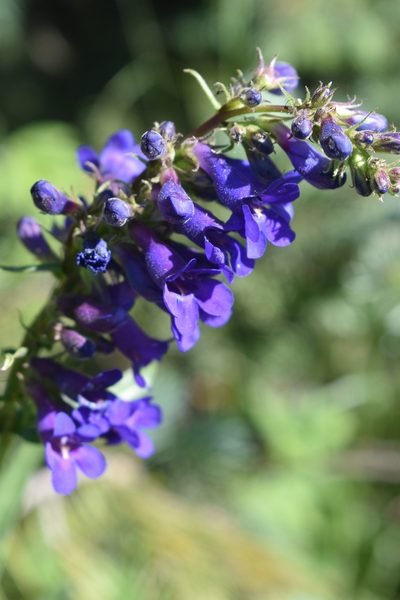 Penstemon mensarum, photographed by John Powers