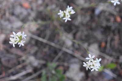 Eremogone congesta, photographed by John Powers