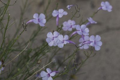 Penstemon ambiguus, photographed by Craig Martin