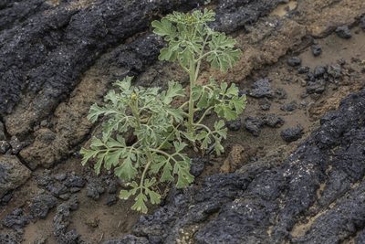 Hymenothrix pedata, photographed by Craig Martin
