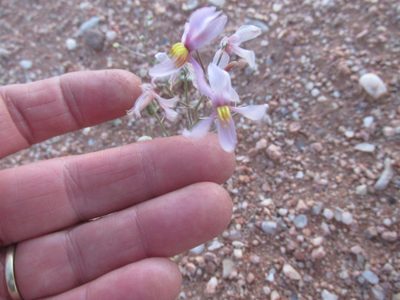 Cyanella ramosissima, photographed by Caroline Voget