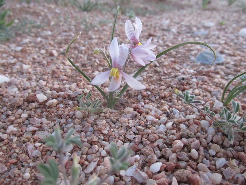 Cyanella ramosissima, photographed by Caroline Voget