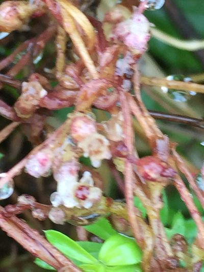 Cuscuta lupuliformis, photographed by Andre Hosper