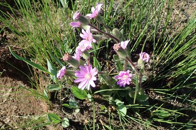 Senecio speciosus, photographed by Peter Warren