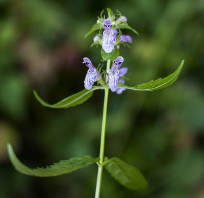 Stachys tenuifolia, photographed by aarongunnar