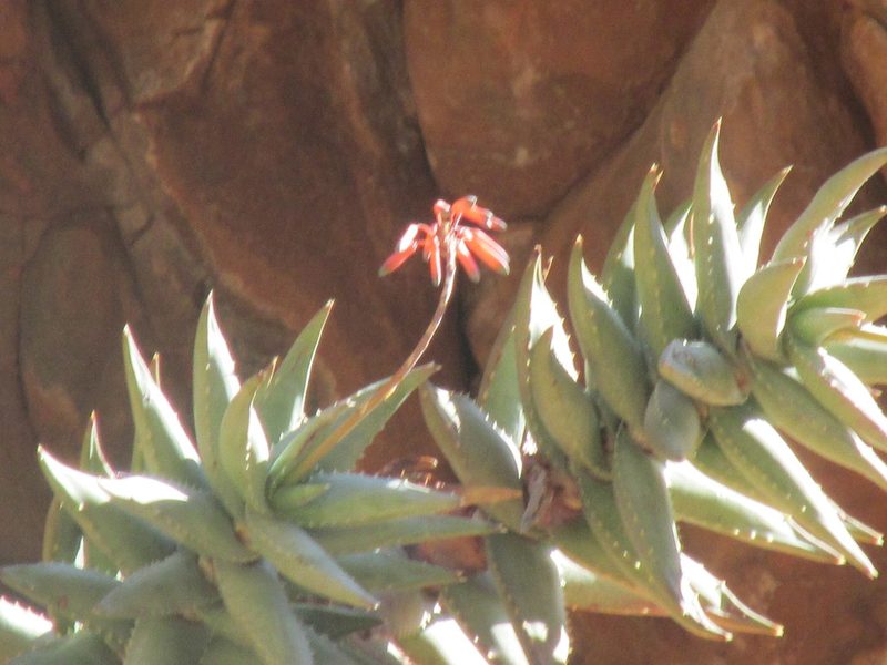 Aloe meyeri, photographed by Caroline Voget