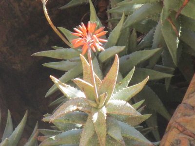 Aloe meyeri, photographed by Caroline Voget