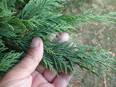 × Hesperotropsis leylandii, photographed by Robert H. Wardell