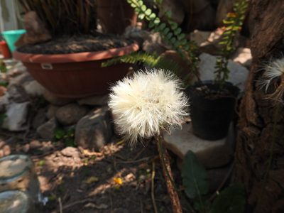 Chaptalia nutans, photographed by Nina P. C.