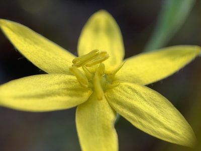 Hypoxis juncea, photographed by mark-groeneveld