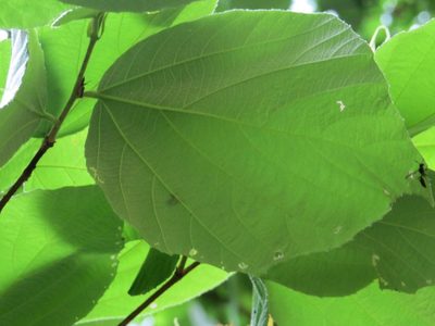 Luehea speciosa, photographed by Wendy García Monterrubio