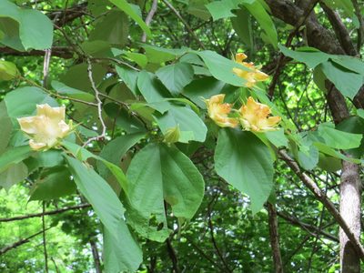 Luehea speciosa, photographed by Wendy García Monterrubio