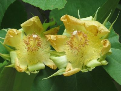 Luehea speciosa, photographed by Wendy García Monterrubio