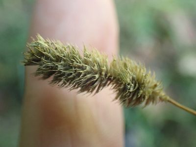 Phleum bertolonii, photographed by Robert H. Wardell