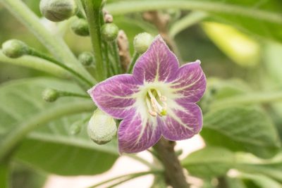 Vassobia breviflora, photographed by Fernando Sessegolo