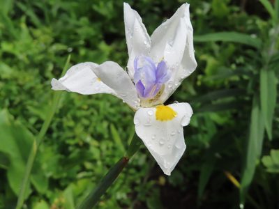 Dietes grandiflora, photographed by linkie
