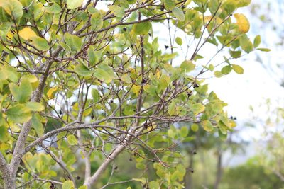 Dais cotinifolia, photographed by Noeleen du Toit