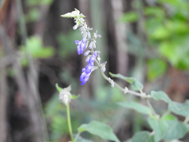 Salvia urolepis, photographed by Adriana Nelly Correa Sandoval