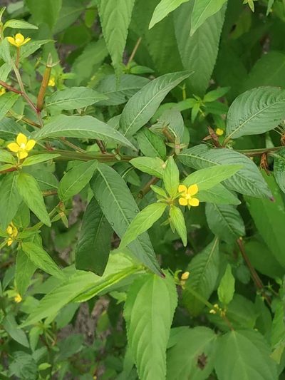 Ludwigia perennis, photographed by S.MORE