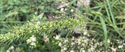 Setaria scheelei, photographed by Tyler Cannon